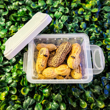  Peanut Beetle Culture With Habitat!  Live fo...