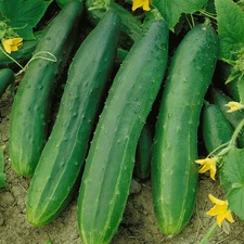 Straight Eight Cucumber Seeds - 50+ Count - For 2025 Planting AAS Winner Perfect