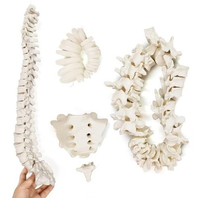 EVOTECH SCIENTIFIC Disarticulated Human Spine Model, Life Size 1-24 Spine... 