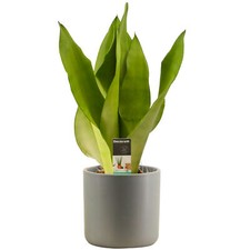 1 x Sansevieria Moonshine - Snake Plant | Perfect Home or Office Potted Plant