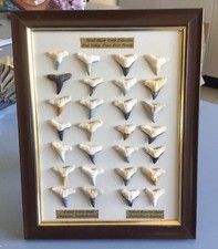 100% Natural Rare Most Unique Coloured Extinct Lemon Shark & Requiem Shark Teeth