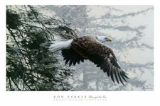 Through the Firs - Ron Parker Fine Art Print Eagle Soaring Wildlife Poster 24x36