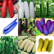 30Pcs Seeds Cucumber Rare Cucumis Vegetables Edible Organic foods in Home Garden