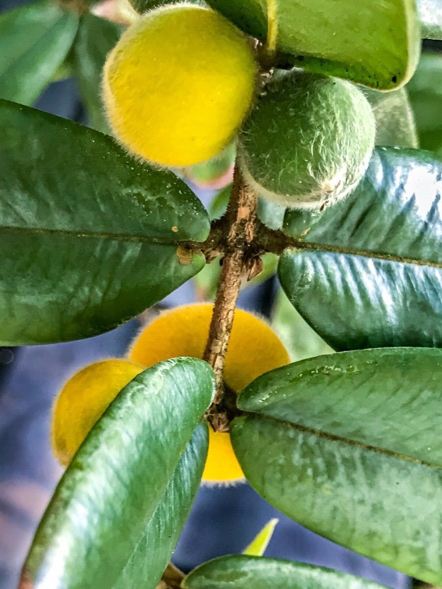 Yellow Jaboticaba Cabelluda Myrciaria Glazioviana Plinia Glomerata