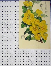 Original Old Antique Print Fremontia Californica Yellow Flower Botanical
