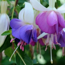 T&M Fuchsia Plants Delta's Sarah PBR Hardy Shrub 3 Litre