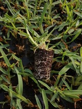 GRAMIGNONE PRATO VERDE SEMINIERE 104 PIANTE PIANTINE STENOTAPHRUM SECUNDATUM