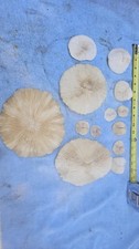 Lot Of 13 Pieces Natural White Ocean Reef Mushroom Sea Coral. 3 Large Pieces 