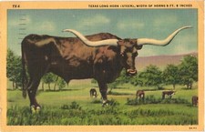 A Texas Long Horn Steer With, Width Of Horns 9 Ft. 6 Inches Postcard