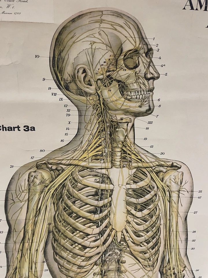 Frohse Adam Rouilly Nervous Circulatory System Medical Anatomical Chart Poster - Image 4 of 4