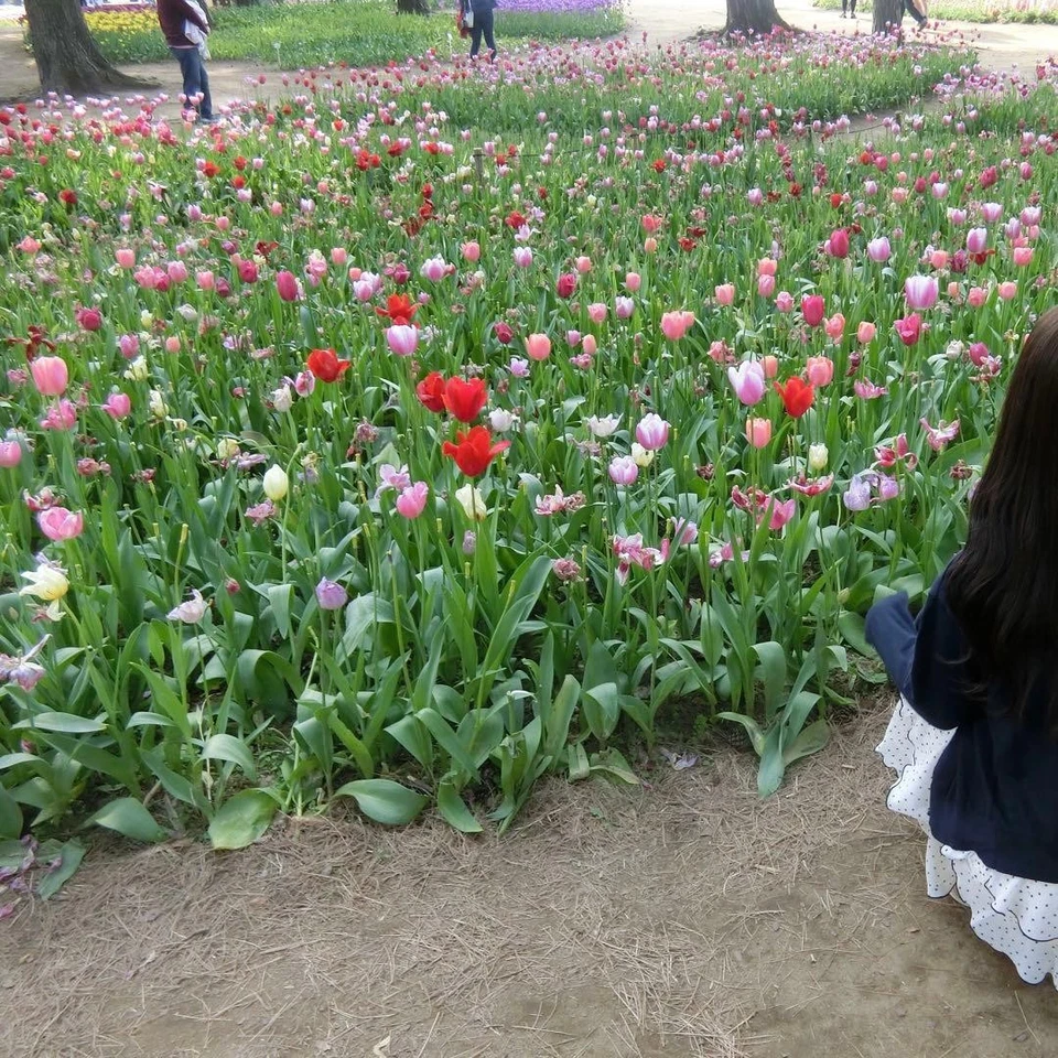 CASIO Digital Camera EXILIM EX-ZR50 Compact Pink Bluetooth Wi-Fi - Image 2 of 4