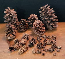 Variety of Real Pine Cones - ½" to 7" ~ Decoration, Fall, Nature