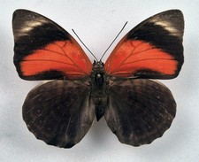 Agrias claudina croesus - AgriasButterflies.com Agrias claudina croesus - AgriasButterflies.com
