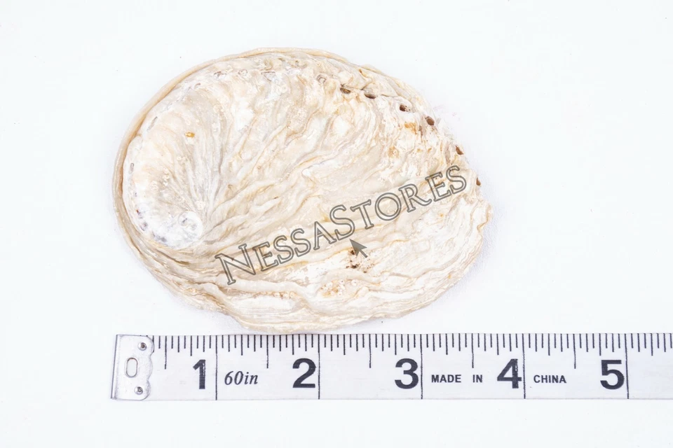 Midae Abalone Sea Shell One Side Polished Beach Craft 3" - 4" (12 pcs) #JC-154 - Image 2 of 4