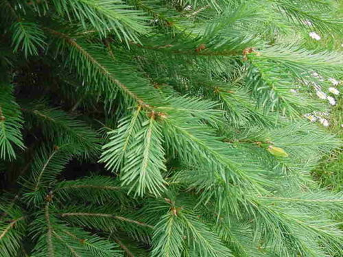 Pseudotsuga menziesii Douglas Fir - in 9cm pot ideal bonsai subject |  eBay.de