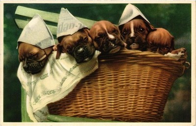 CPA Boxer Hunde Hunde (727287)