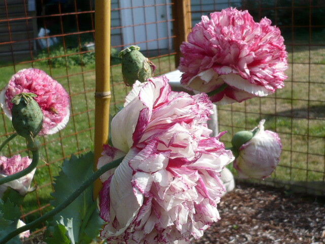 Foto 5 di 24