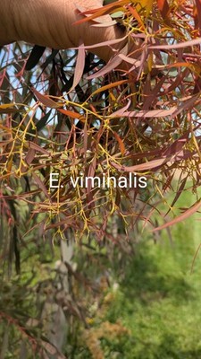 Eucalyptus viminalis ''White Ribbon Gum''