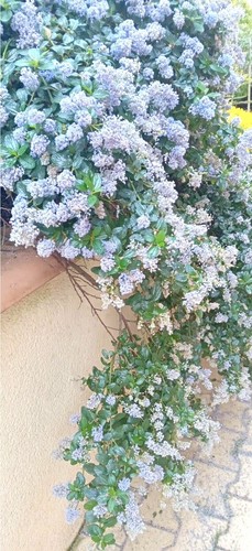 Blueblossom, Ceanothus Thyrsiflorus - 20 Seeds 2025 - USA - Picture 7 of 8