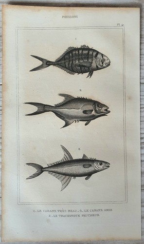Lithograph Art Print Engraving Animal Fish Buffon Antique