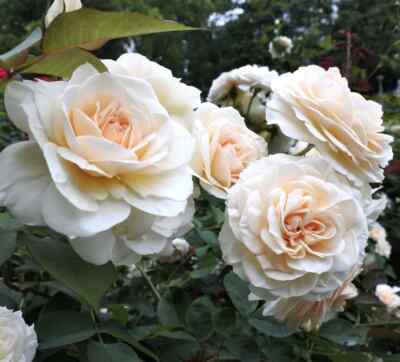 DM 696XZ gefüllte Kordes Kletterrose alpinawhite Climbing Plants Samen 25 preis