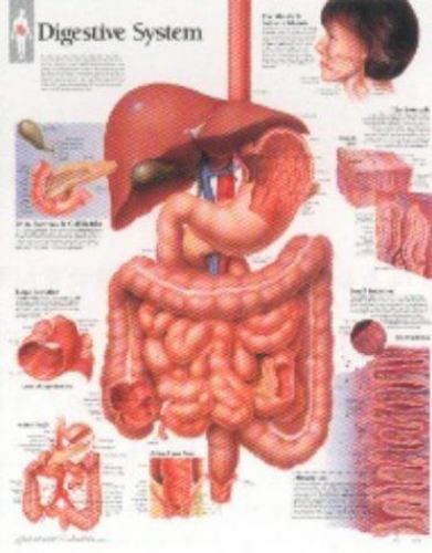 Digestive System Chart