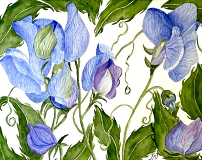 PAINTING WATERCOLOR 11X14 MAT 16X20 FLOWER SWEET PEA BLUE LAVENDER ORIGINAL ART