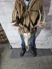 Wild 8 Point Whitetail Deer Antler Rack Horn European Skull Mount Man Cave 120"