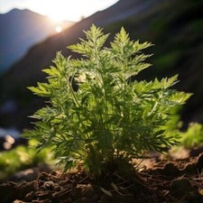 Mugwort Seeds - Artemisia vulgaris - Medicinal Herb Seeds Herbal USA
