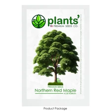 Northern Red Maple Tree | Premium Seeds | Acer rubrum 'Summer' | Plants'®