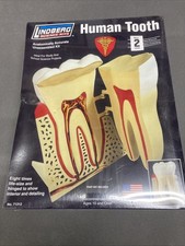 NEW Lindberg Science Kits HUMAN TOOTH Model K...