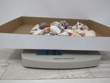 1 Lb 60 Various Sea Shells Sizes And Types May Contain Small Amounts Of Sand