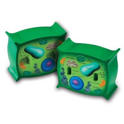 Learning Resources Cross-Section Plant Cell Model Plant Anatomy Science