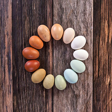 6 Intense Color Variety Hatching Eggs - Fertile Rainbow Blue Green Brown Eggs