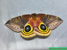 Saturniidae Automeris io USA  female REAL MOT...