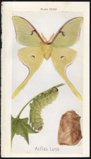 1918 Tiny Insect Chromolithographic Print American Moon Moth - Luna Moth