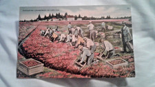 CAPE COD: HARVESTING CRANBERRIES ON CAPE COD - PM 1943 - NICE VINTAGE CARD!