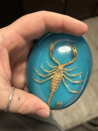 Real Preserved Golden Scorpion Teal Dome Felt Bottom Paperweight
