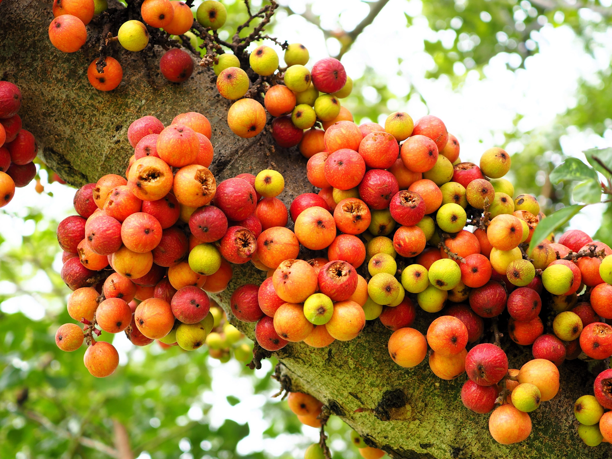 30 CLUSTER FIG Ficus Racemosa Red River Indian Guilar Tree