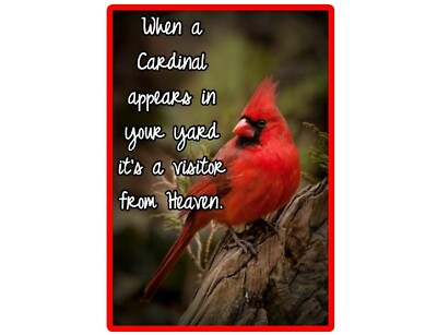 Red Cardinal Yard Bird Refrigerator Fridge Magnet Gift Item 