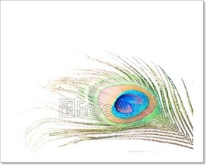 Feather Of Peacock Art Print Home Decor Wall Art Poster