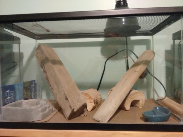 reptile tank 10 gallon