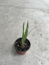 1 Sugarcane Plant With Pot Sweet Juicy Live Plant Ready To Plant