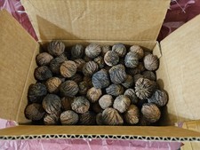 Wild foraged, organic/non-GMO Black Walnuts. hulled-power washed-floated-dried