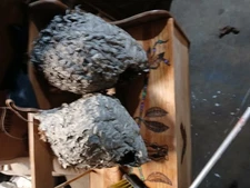 Art Bee Hive Cone, natural, Dog Bee nature made, gray, shadow coloring