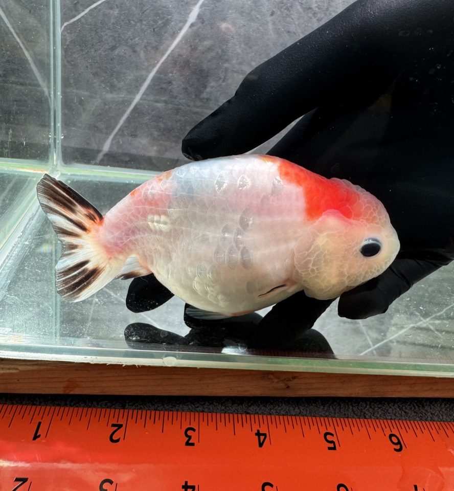Good Quality Ranchu Goldfish (5 Inches) | eBay