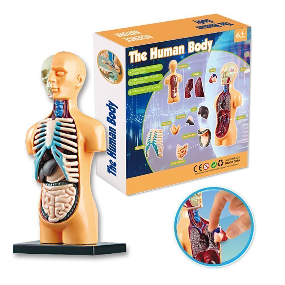 Menschlicher Körper Puppe Wissenschaft Natur Zerlegen Innere Organe Torso Modell