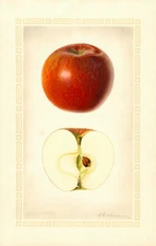 Fruit Postcard: Vintage Repro Print -  Beautiful Red Apple