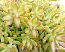 Sedum Adolphi 'Golden Glow' 4"-6"  Fresh Healthy Rooted Live Succulent Plant +