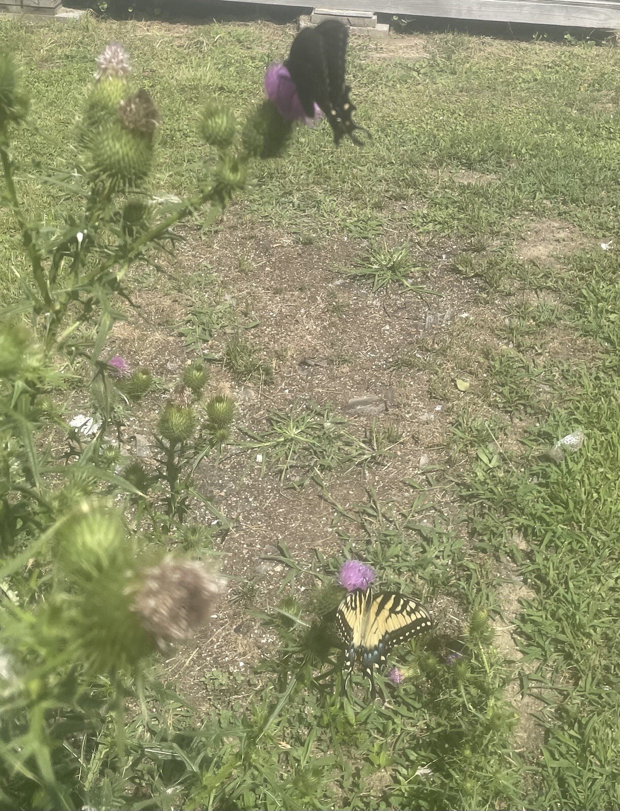 Scottish Thistle Seeds (50 Seeds) 2022 eBay